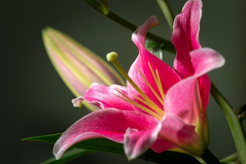 ¿Cuáles son las mejores flores para el Día de la Madre?