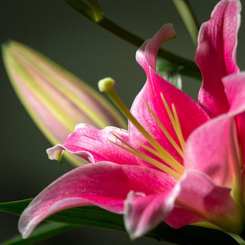 ¿Cuáles son las mejores flores para el Día de la Madre?