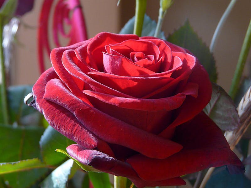 En Sant Jordi, ¡las rosas nos rodean!