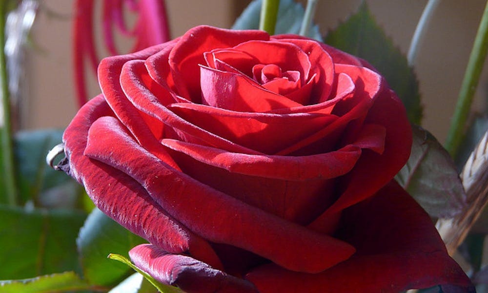 En Sant Jordi, ¡las rosas nos rodean!