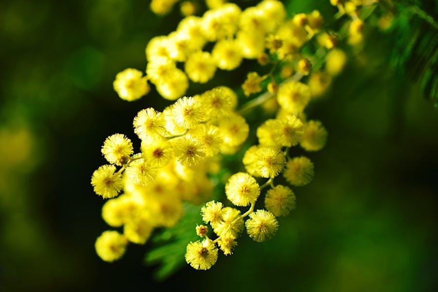 La mimosa: flor por excelencia del Día Internacional de la Mujer