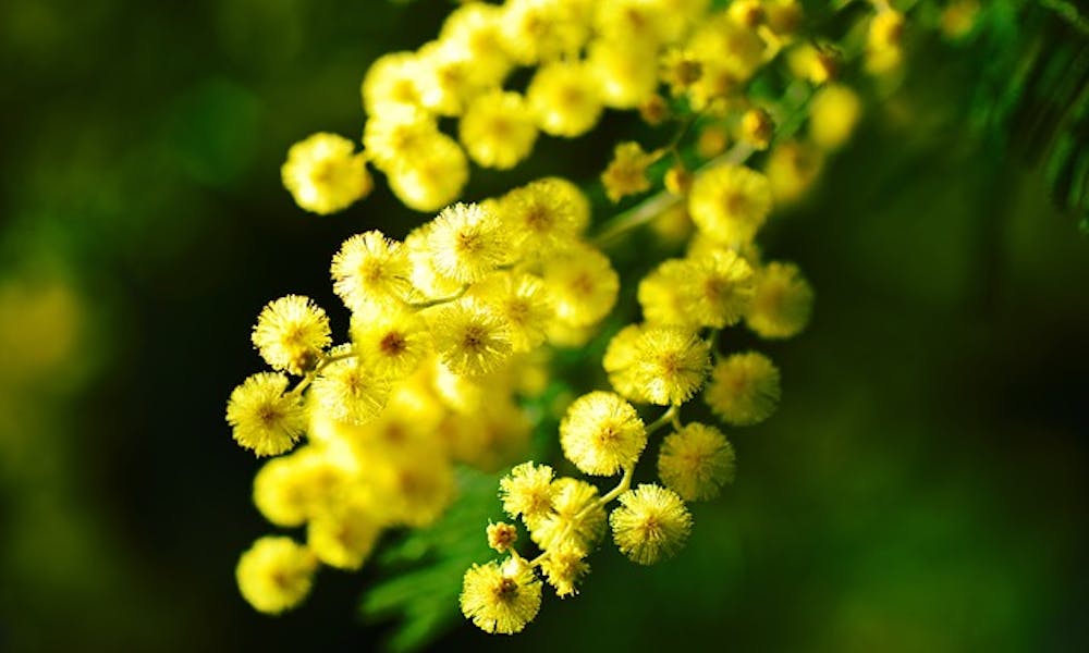 La mimosa: flor por excelencia del Día Internacional de la Mujer