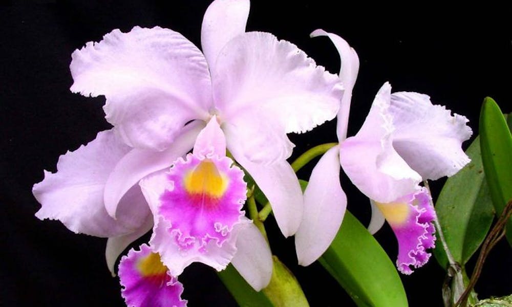 Flores del mundo: Colombia