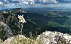 Edelweiss