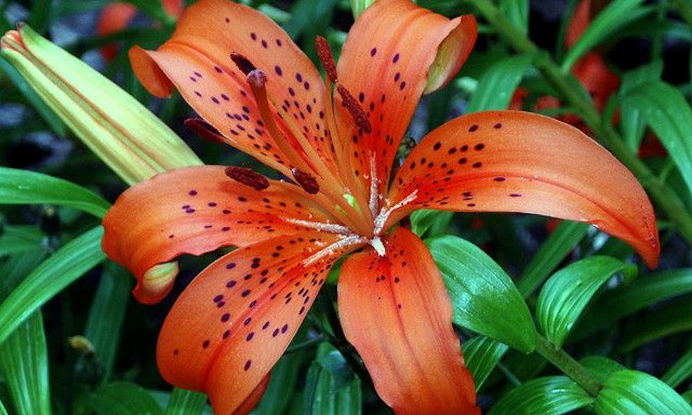 Flores del mundo: Rumanía