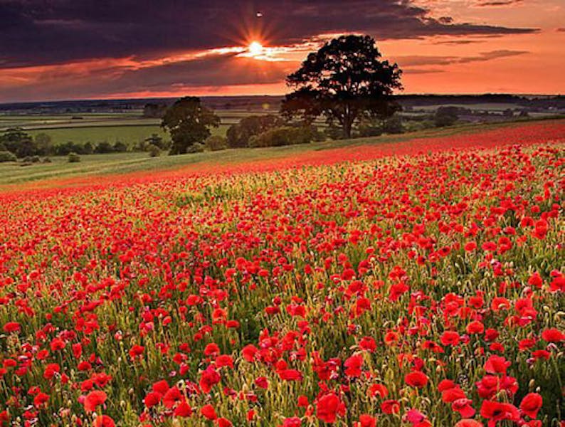 Flores del mundo: Bélgica