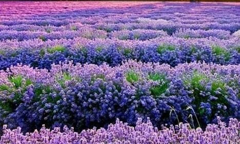 Flores del mundo: Portugal