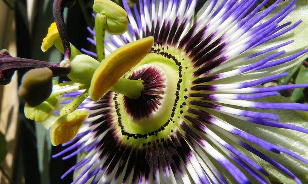 Flores del mundo: Paraguay