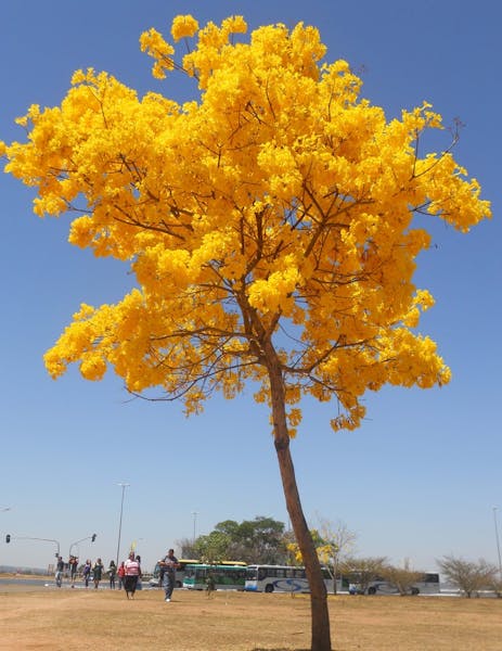 Flores del mundo: Brasil