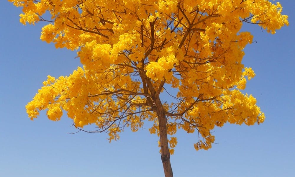 Flores del mundo: Brasil