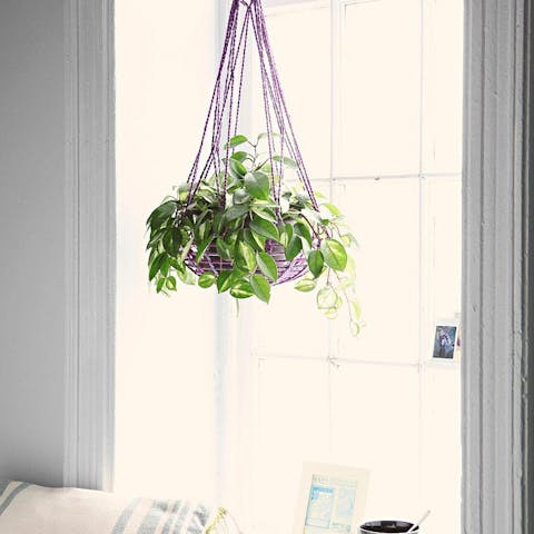 Algunos errores que hay que evitar en el cuidado de las plantas