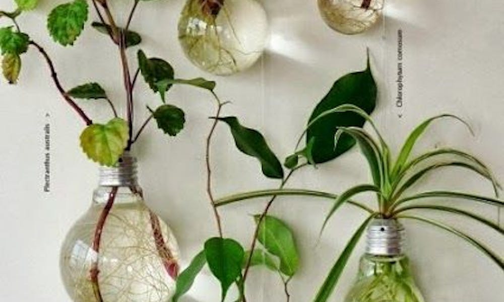 Este verano, ¡decora tu casa con plantas y flores!