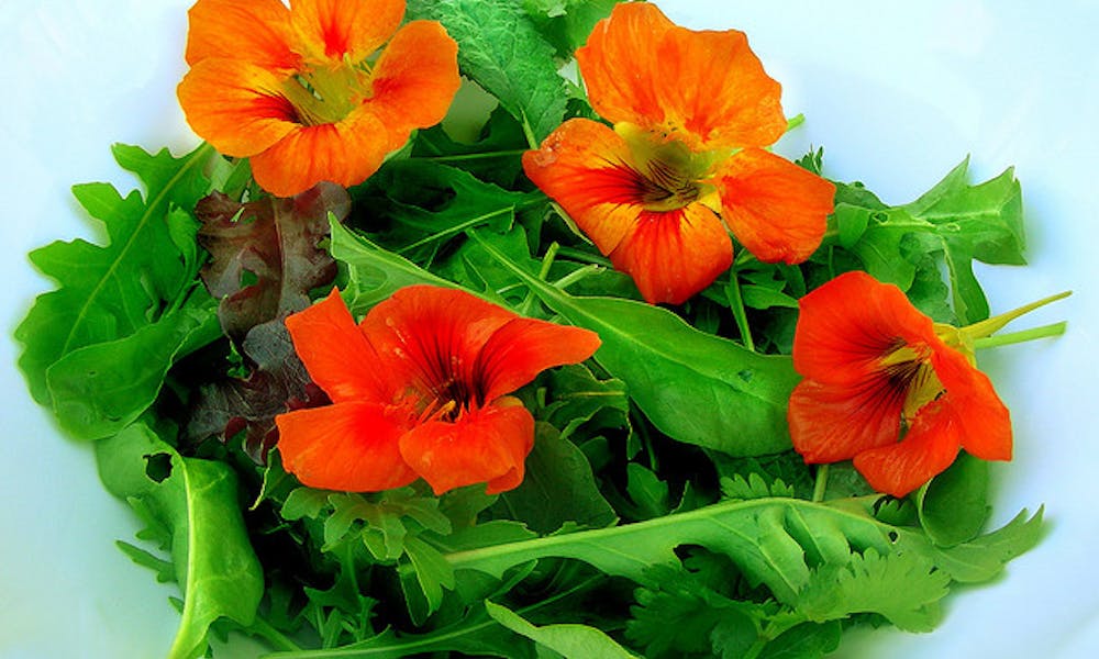 Flores comestibles: una tentación para el paladar y la decoración de tus platos