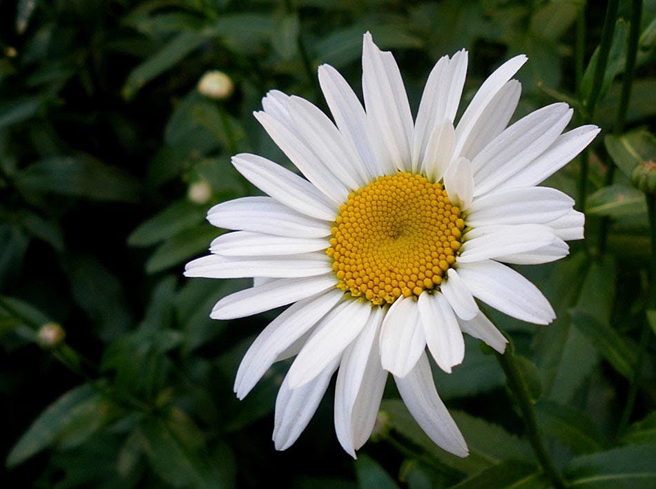 La flor perfecta para tu ramo de novia