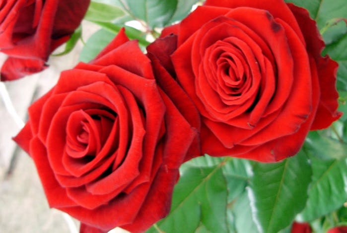 Regalar rosas