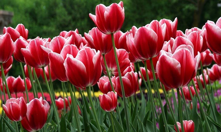 tulipanes