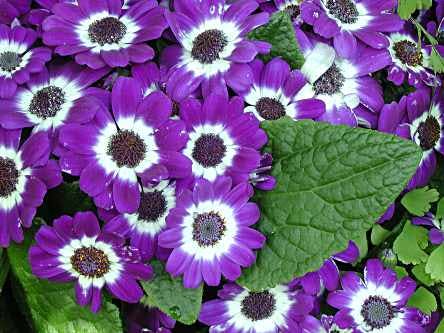 cineraria