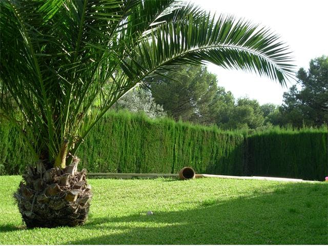 palmera