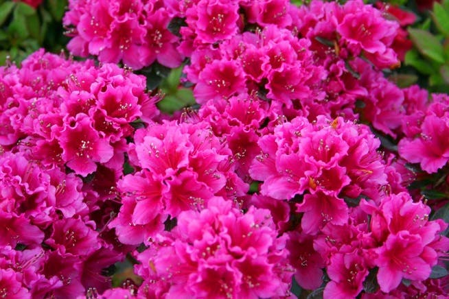 azaleas