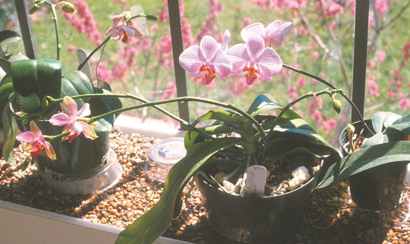 Consejos para cuidar las orquídeas