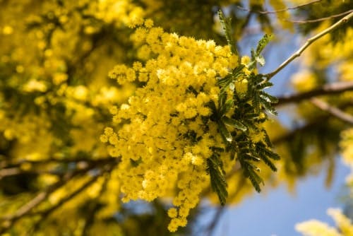 yellow mimosa flower