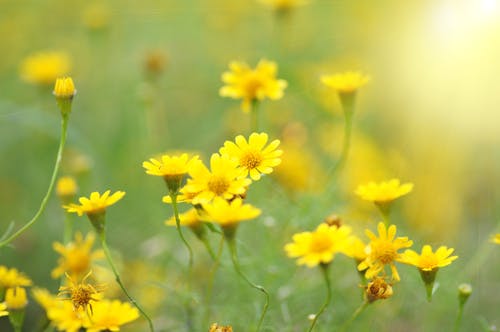 Yellow Wild Flowers