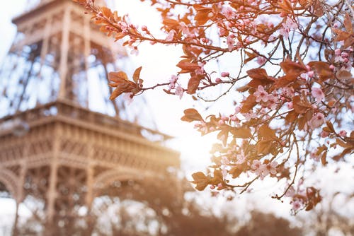 Eiffel tower in blossom