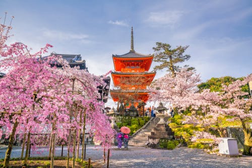 hanami festival in kyoto