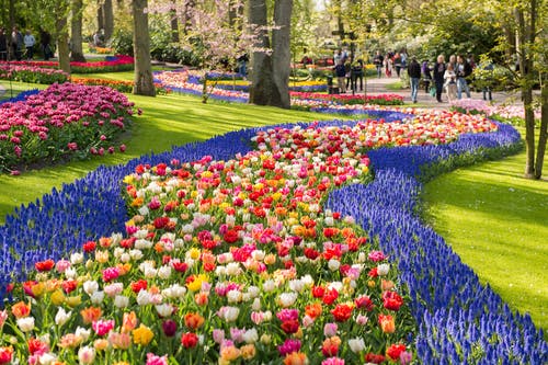 Keukenhof Tulip festival