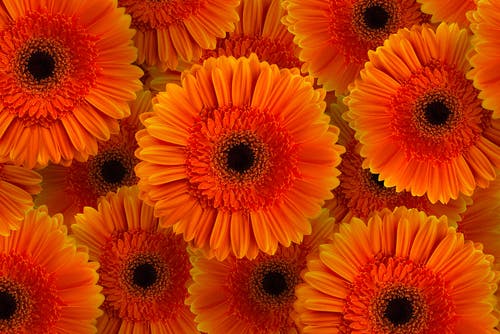 Orange Gerberas