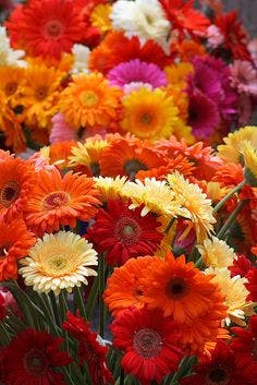 Gerberas Daisies