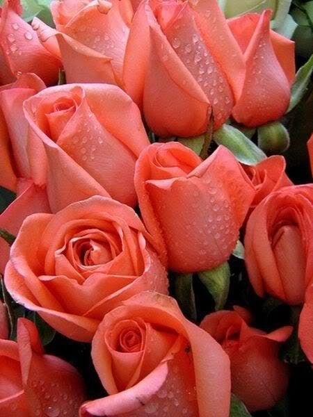 Beautiful Roses