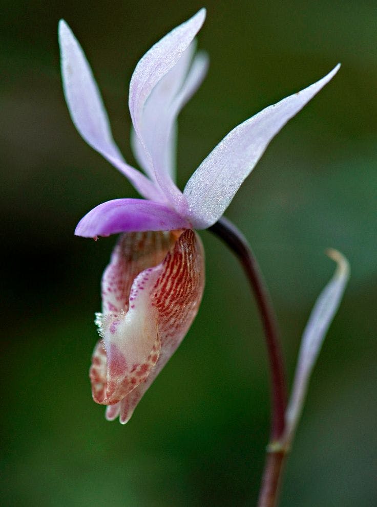 Wild Calypso Orchid