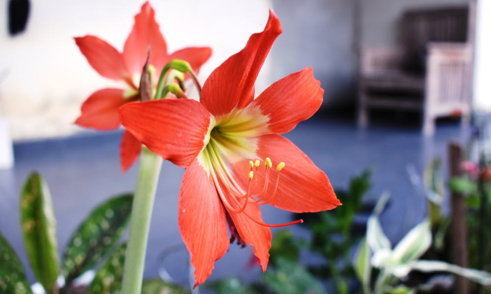 Les Fleurs, leurs langages et significations :