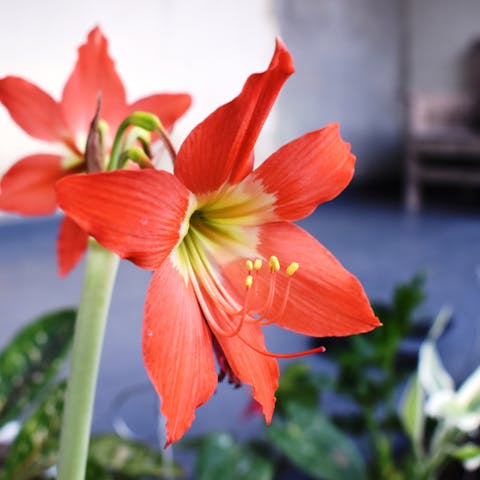 Les Fleurs, leurs langages et significations :