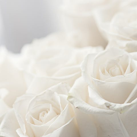 Comprendre l’histoire et la signification de la rose blanche :