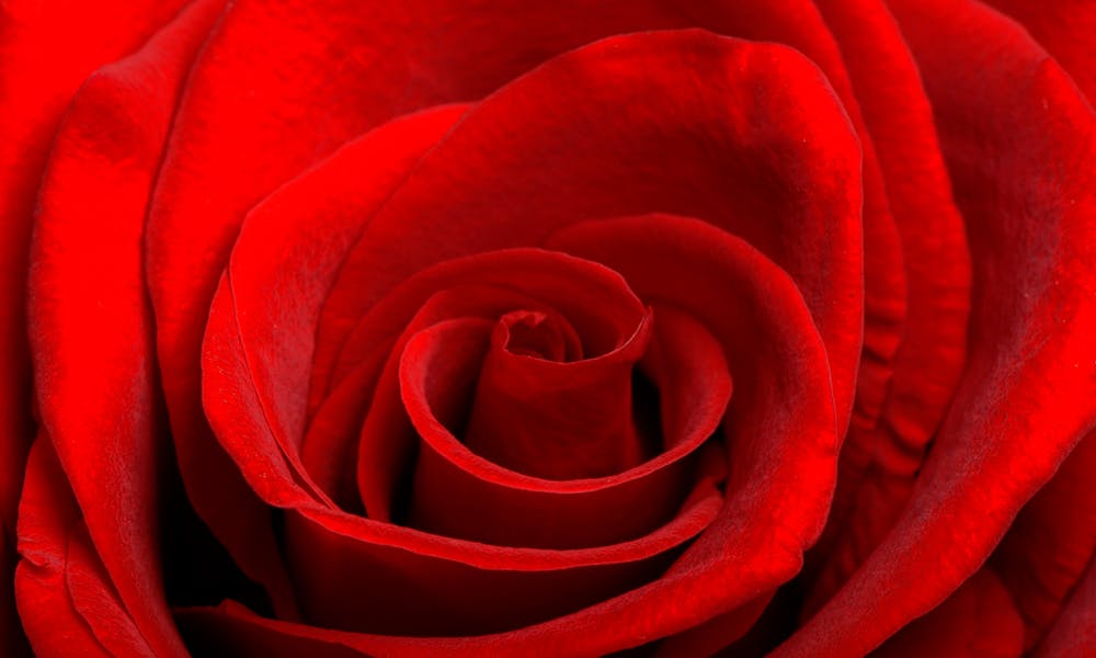 Une introduction à la rose éternelle :