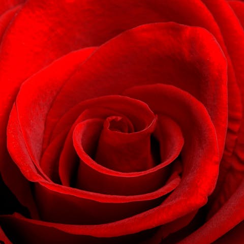 Une introduction à la rose éternelle :