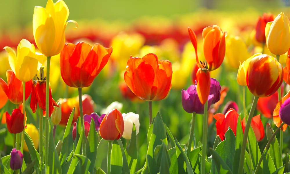 Fleurs de saison, un choix de soin et d’attention :