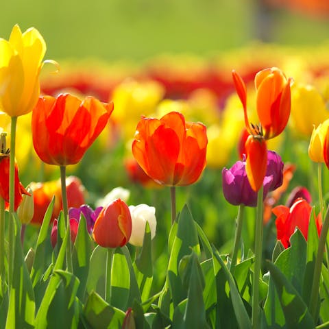 Fleurs de saison, un choix de soin et d’attention :