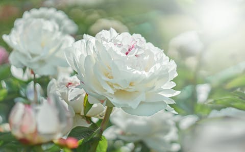 Fleurs blanches : leur signification et leur symbolisme :