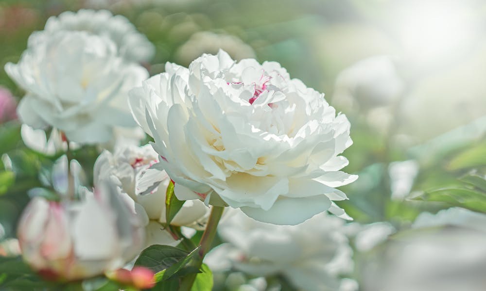 Fleurs blanches : leur signification et leur symbolisme :