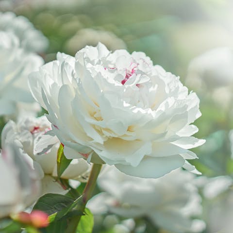 Fleurs blanches : leur signification et leur symbolisme :