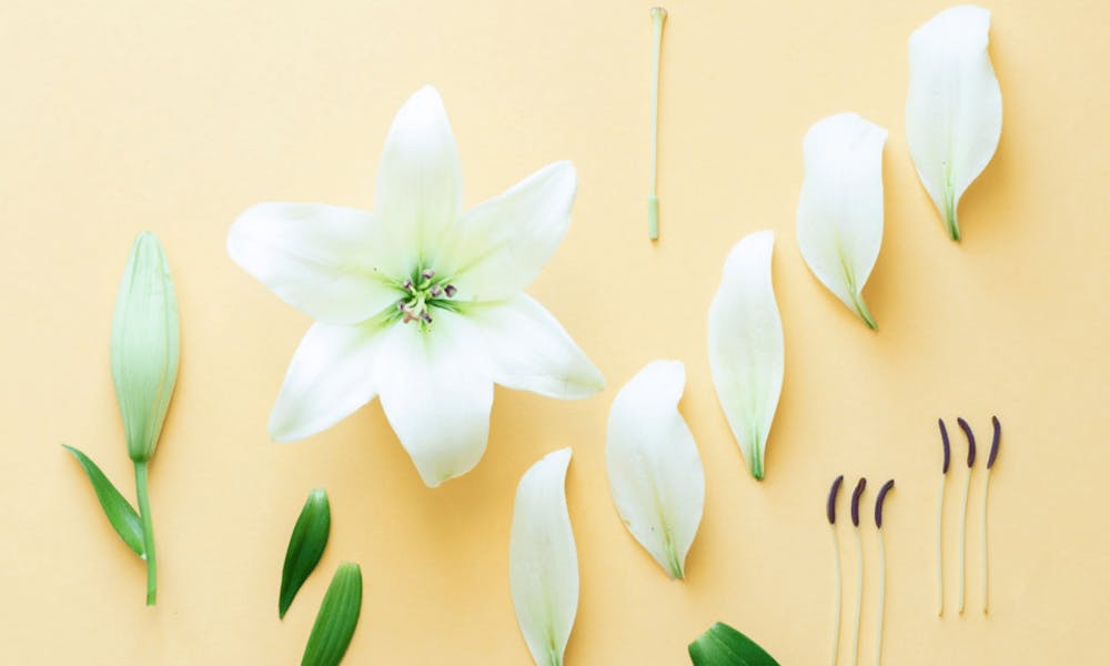 Comment identifier les principales parties d’une fleur