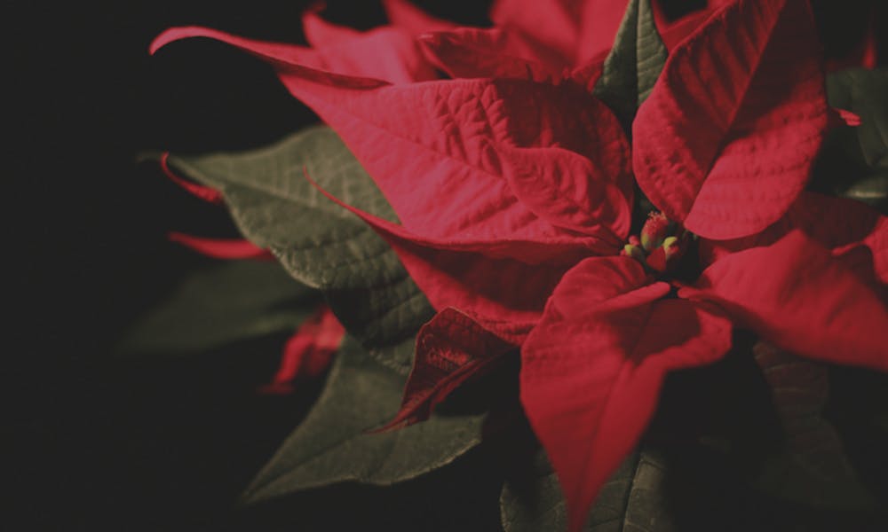 Comment bien s’occuper d’un poinsettia (et s’assurer qu’il survive après Noël)