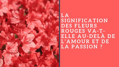 La signification des fleurs rouges va-t-elle au-delà de l’amour et de la passion ?