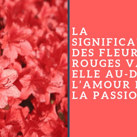 La signification des fleurs rouges va-t-elle au-delà de l’amour et de la passion ?