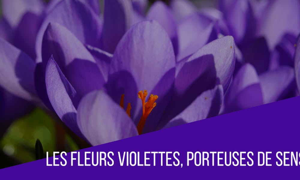 Les fleurs violettes, porteuses de sens