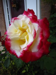 Double Delight Rose