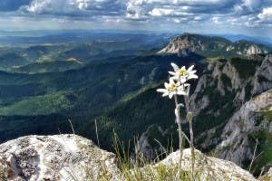 Edelweiss, Allemagne